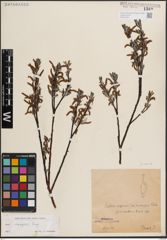 Foto von Salix eleagnos Scop.